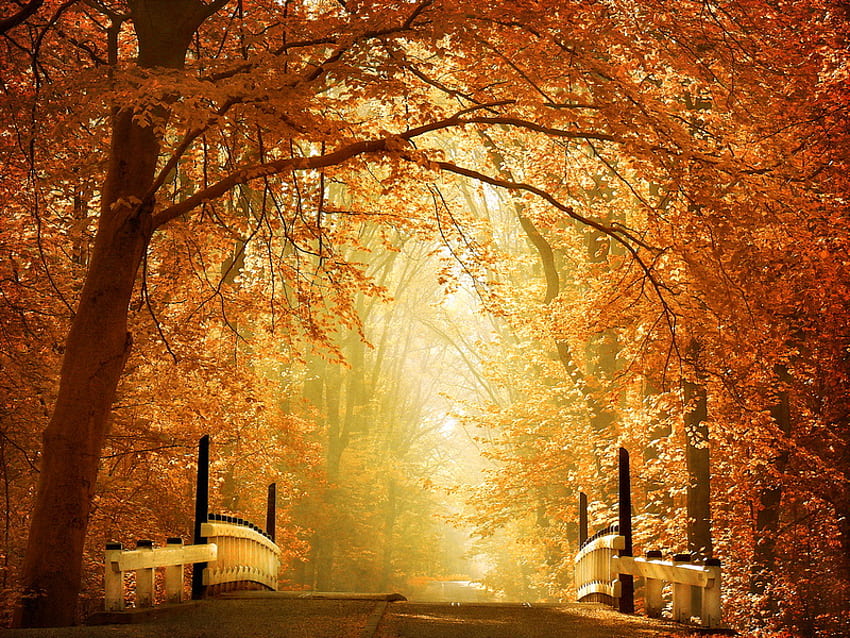 Into the sunlight, rails, white, sunlight, trees, bridge, autumn, orange, gold HD wallpaper