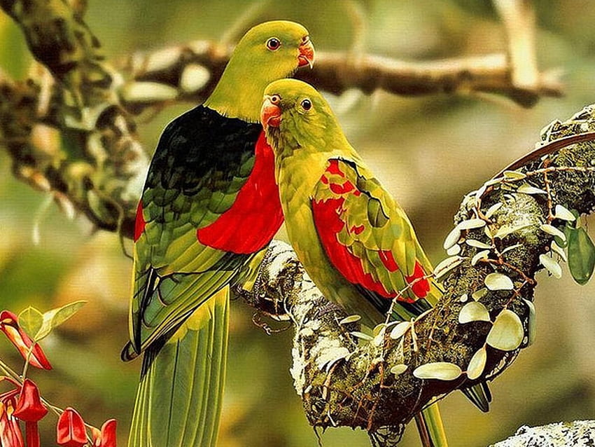 burung bertengger di cabang, hewan, cabang, burung, burung beo Wallpaper HD