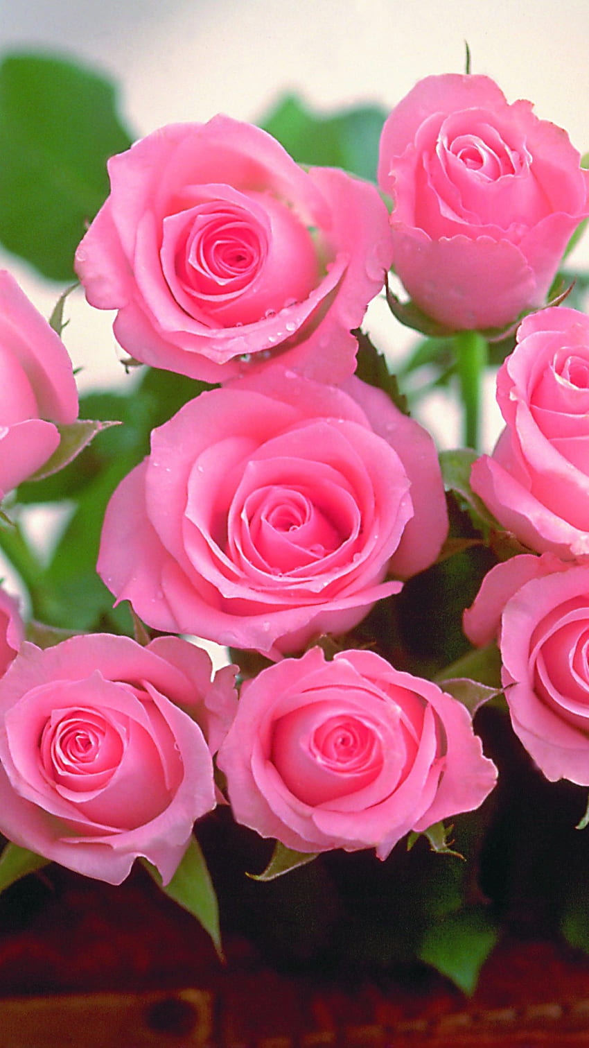 ดอกกุหลาบสวยๆ สวยๆ ดอกกุหลาบสีชมพู ดอกไม้ วอลล์เปเปอร์โทรศัพท์ HD