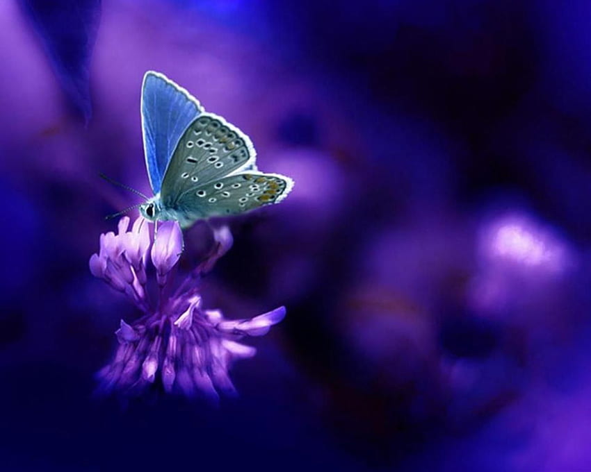 butterfly Gallery, Purple Butterfly HD wallpaper