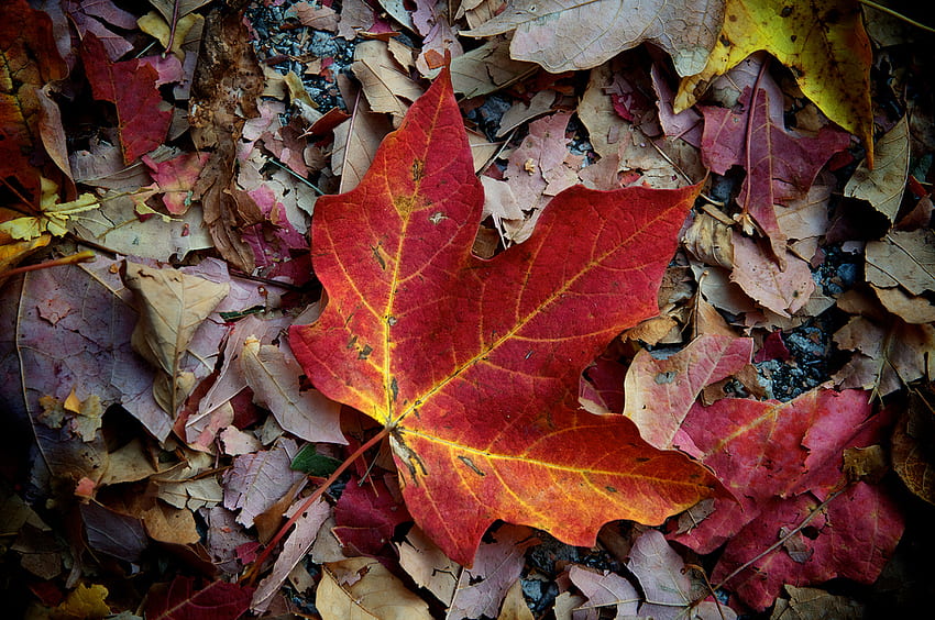 Fallen, change, color, vibrant, colors, orange, season, leaves, red, autumn, nature HD wallpaper