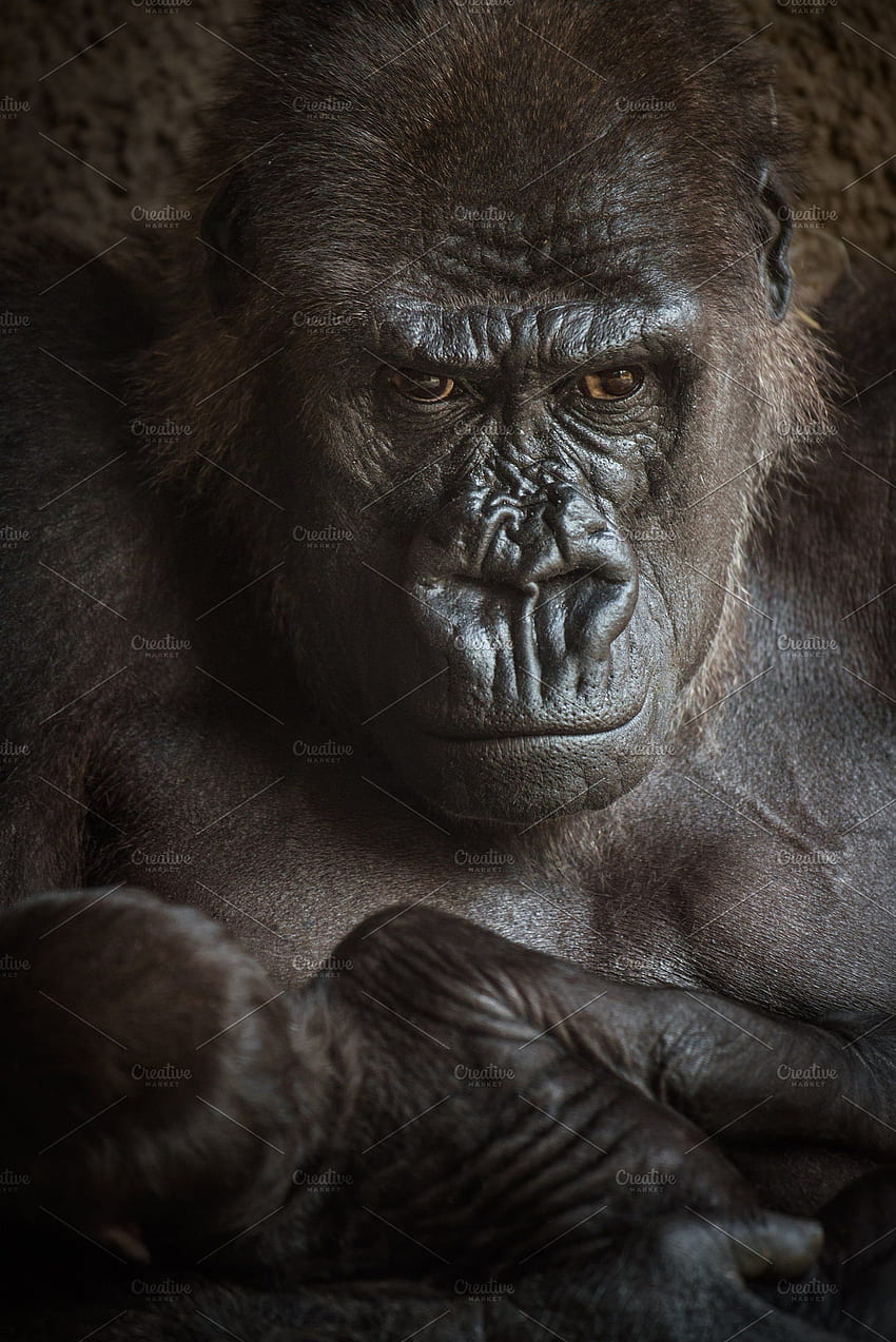 Angry Looking Gorilla With A Baby HD phone wallpaper