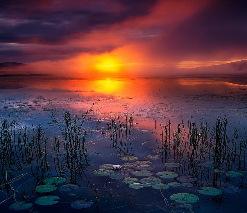 Lily pond sunset, orange sky, plants, clouds, lily pads, lily pond, water, sunset HD wallpaper