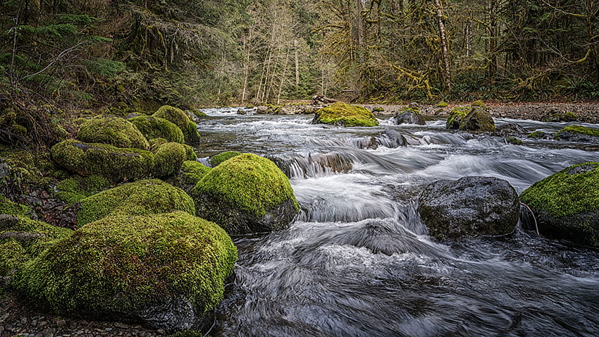 Bellissimo flusso d'acqua alghe ricoperte rocce alberi verdi foresta natura Sfondo HD