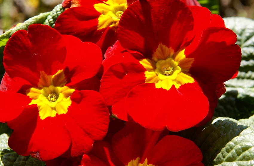 prímula, flores, primavera, prímulas, vermelho papel de parede HD