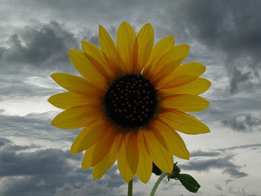 Sonnen-blume, 3d, petals, yellow, flower, clouds, nature, sun, sunflower HD wallpaper