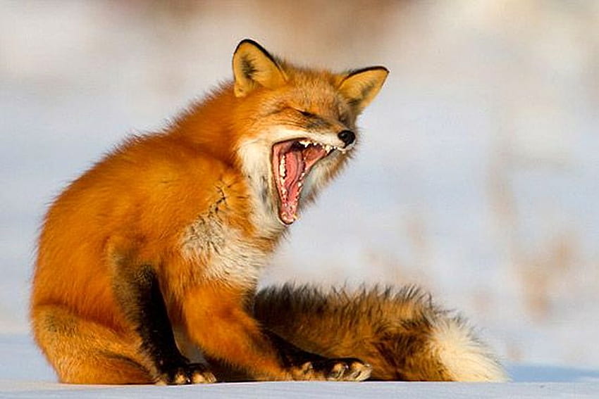 Red Fox, cool, fox, , red HD wallpaper