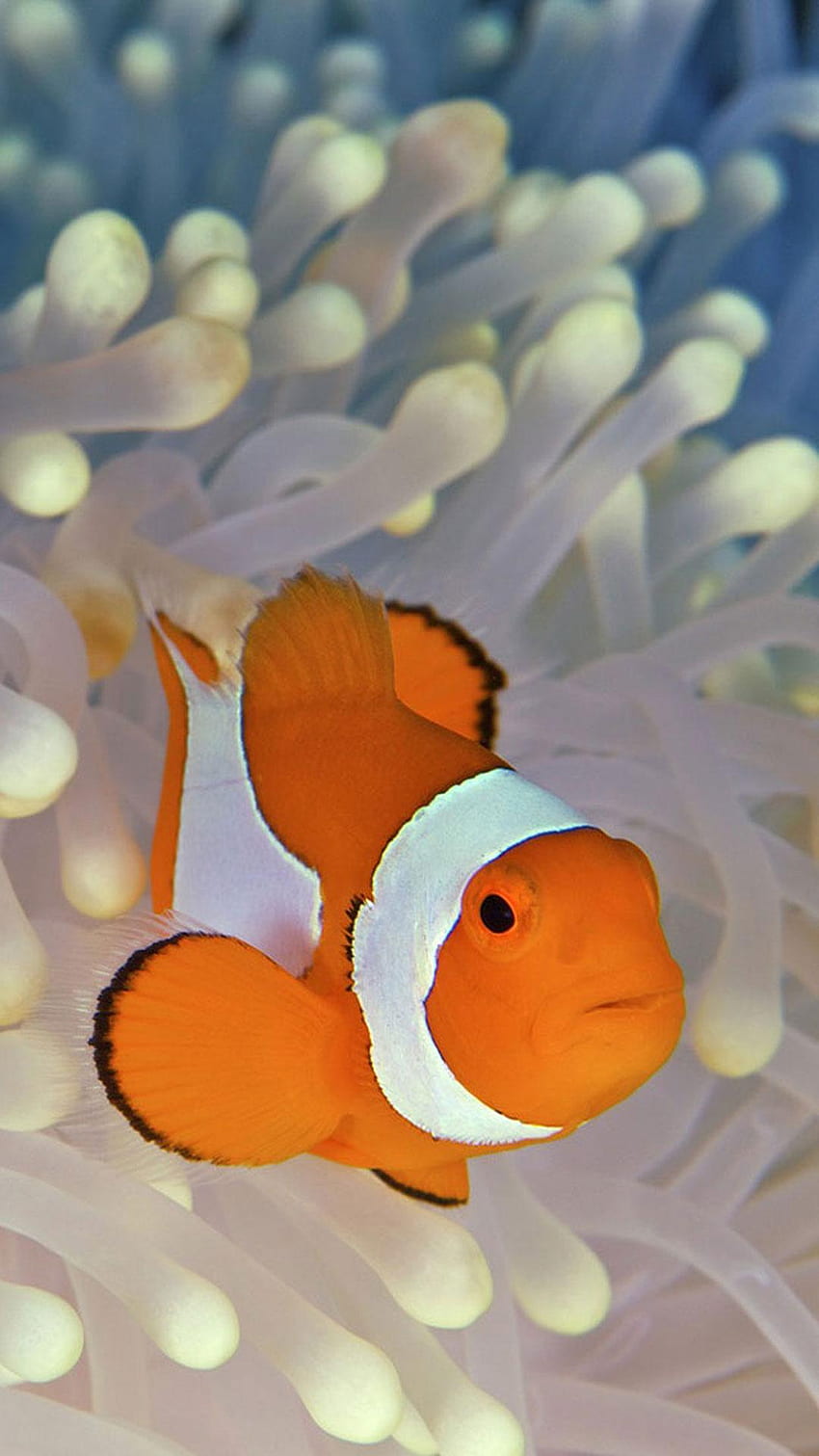 Download Theme for Original iPhone Clownfish Wallpaper HD APK 1.0.0 Latest  Version for Android at APKFab