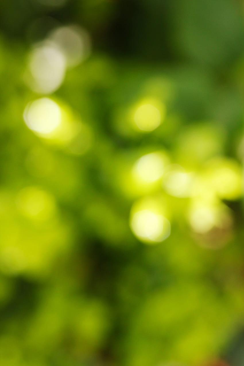 Bright Green Leaves Shining In Sunlight Blurred Background - Links. . Blur background graphy, Background for graphy, Blur background HD phone wallpaper