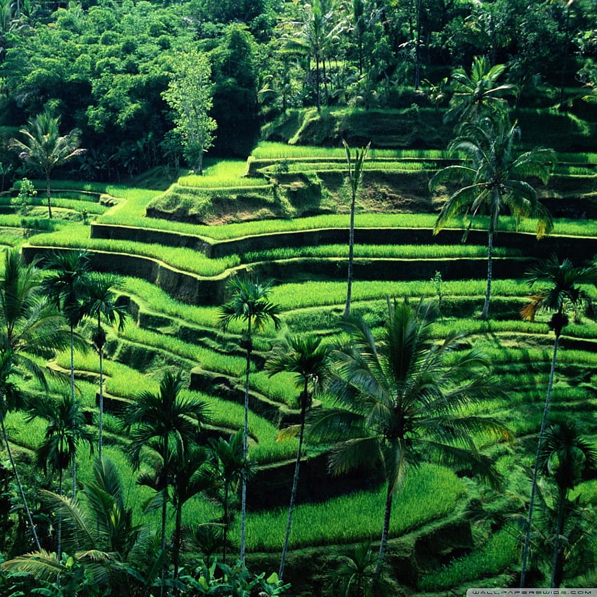 Bali, Indonesia ❤ for Ultra TV, Rice Fields Bali Indonesia HD phone wallpaper