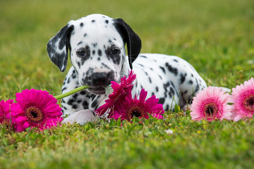 Puppy, dog, animal, cute, grass, dalmatian, pink, flower, green, caine HD wallpaper