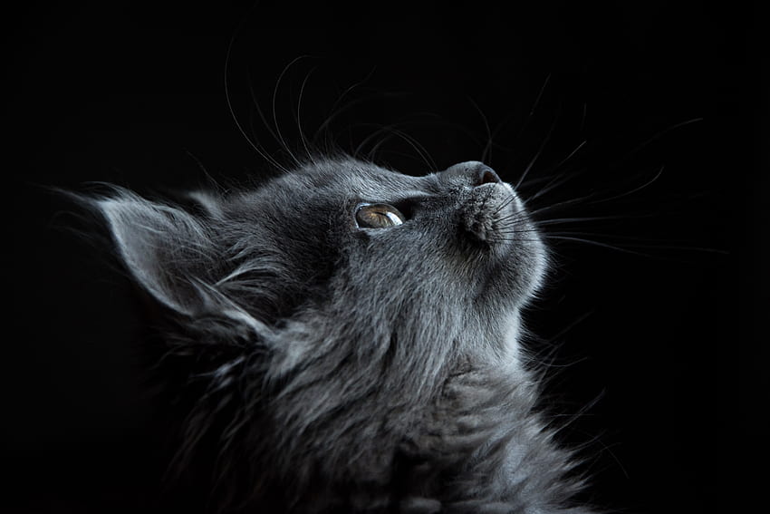 แมว สัตว์ ปากกระบอกปืน พื้นหลังสีดำ โปรไฟล์ วอลล์เปเปอร์ HD