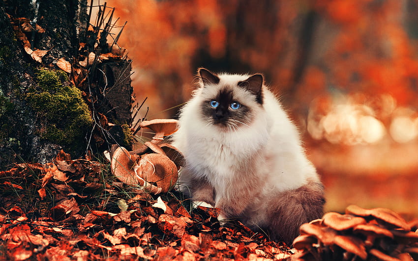 Tiere, Herbst, Katze, flauschig, Laub HD-Hintergrundbild