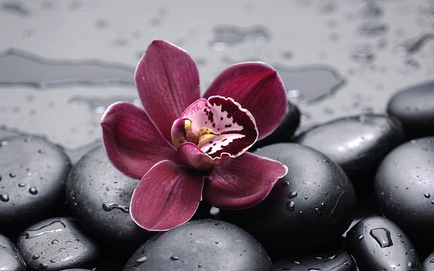 Hermosa orquídea burdeos, Flor de Borgoña fondo de pantalla