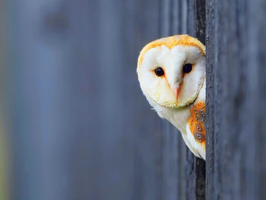 Owl Background, Beautiful Owl HD wallpaper