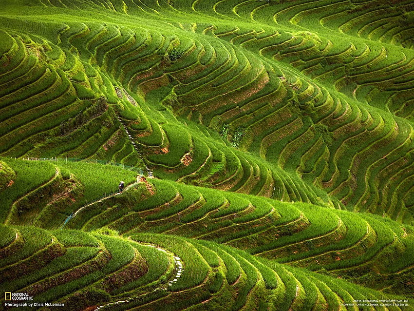 Addicted To sawah And 3D Of Contour Line - National Geographic HD wallpaper