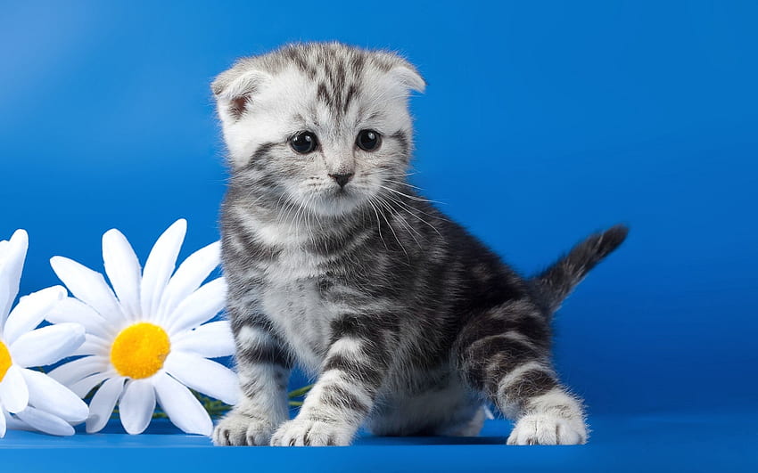 Animals, Camomile, Flower, Kitty, Kitten, Striped, Chamomile HD wallpaper