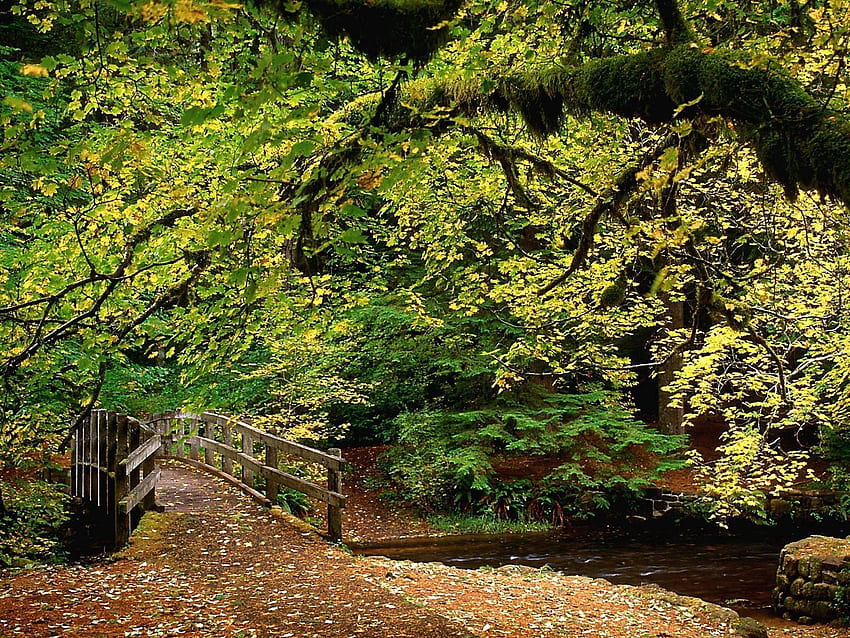 Natur, Flüsse, Bäume, Herbst, Blätter, Wald, Park, Brücke HD-Hintergrundbild