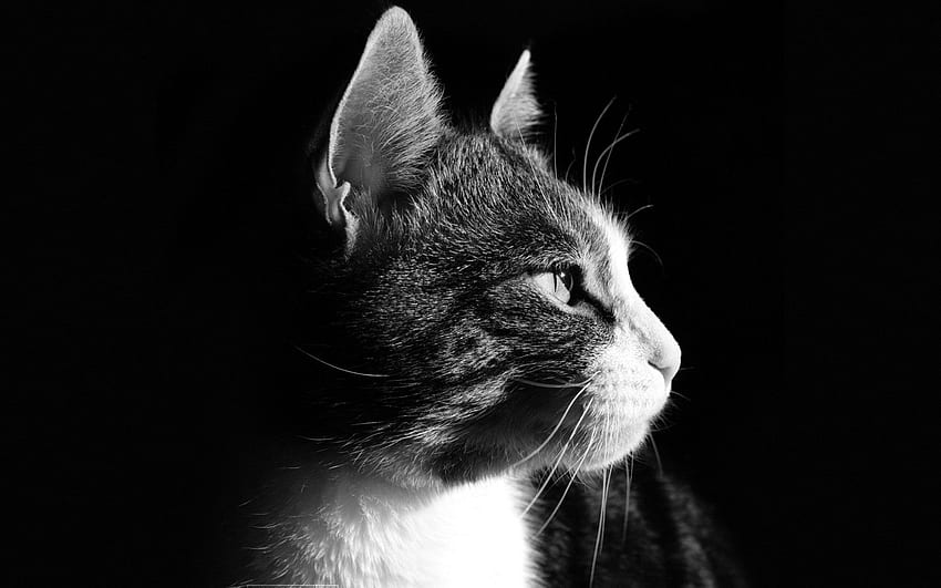Tiere, Katze, Schnauze, dunkler Hintergrund, Profil HD-Hintergrundbild