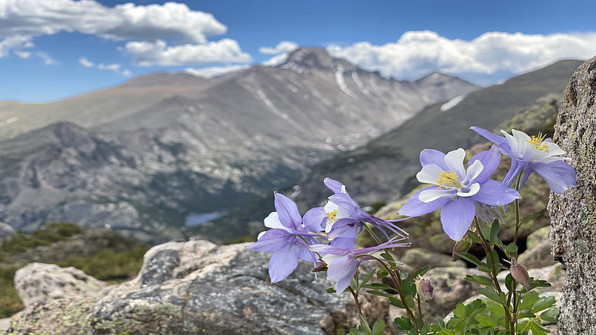 Wildflowers, sky, mountains, columbines, blossoms, landscape, clouds HD wallpaper