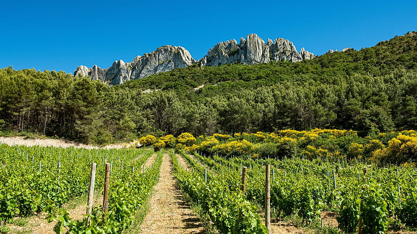 French Vinyard, Provence, landscape, sky, vine, mountain, trees HD wallpaper