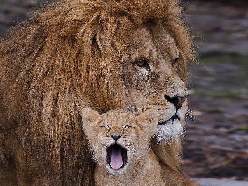 Tiere, Löwe, Raubtier, Tier, Gähnen, Gähnen, Löwenjunges HD-Hintergrundbild