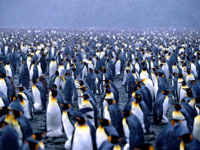 Unity, rush, crowd, penguin HD wallpaper