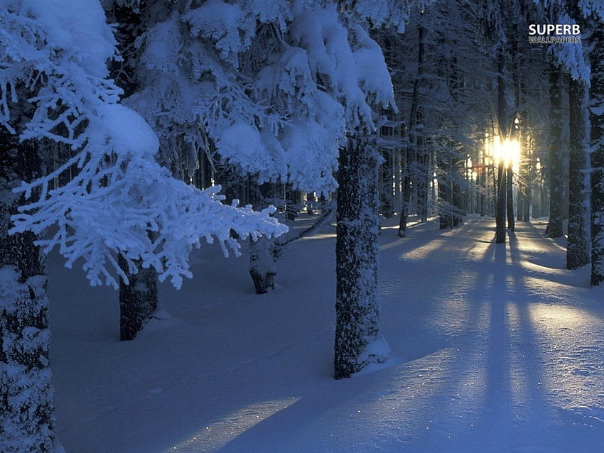 Il sole passa sempre attraverso, inverno, sole, neve, alberi, natura, foresta, alba Sfondo HD
