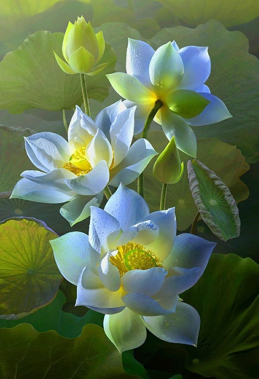 Flower Grace Pond Green Lotus Leaves Unique 1002 Best HD тапет за телефон