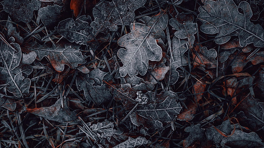 Leaves , Frozen, Dark, Winter, Night, graphy HD wallpaper