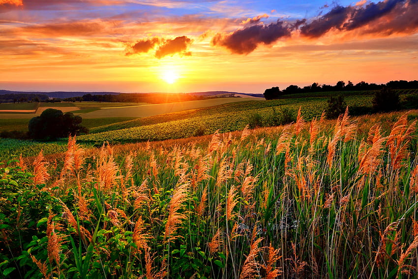 Sunset field, golden, glow, beautiful, orange, sunrise, fiery, scenery, field, sky, sunset HD wallpaper