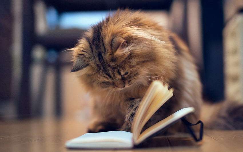 Hayvanlar, Kedi, Kabarık, Kitap HD duvar kağıdı