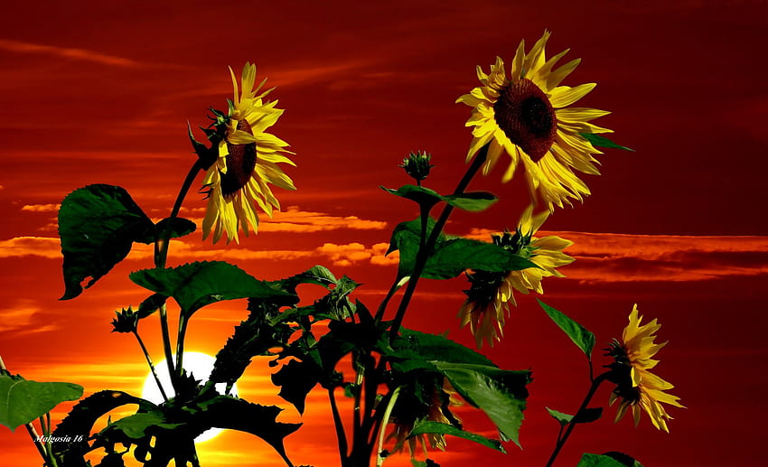 Sunflowers at sunset, glow, beautiful, orange, fiery, sunflowers, red, sky, sun, sunset HD wallpaper