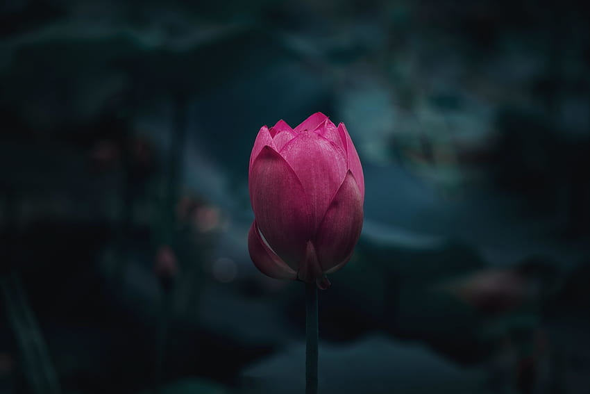 Floraison de fleurs, lotus rose, portrait Fond d'écran HD