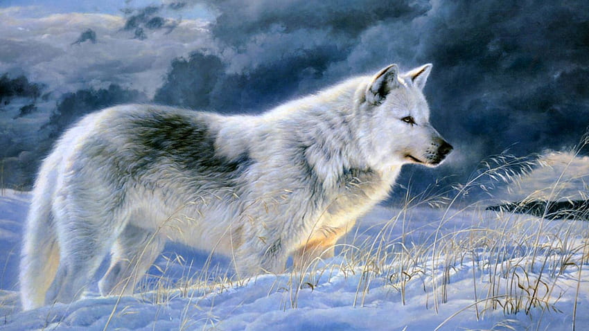 Gray Wolf . Gray Wolf HD wallpaper