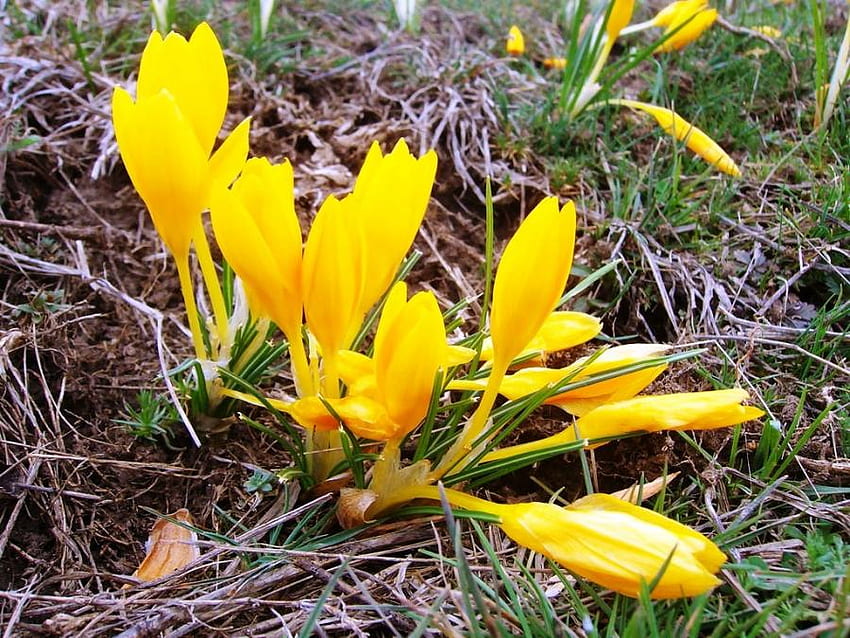 crocus giallo, crocus, giallo, natura, fiori, primavera, bosco Sfondo HD