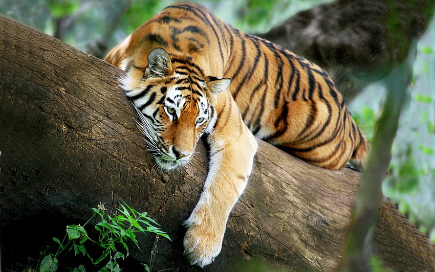 Tigre, animal, sono, árvore papel de parede HD