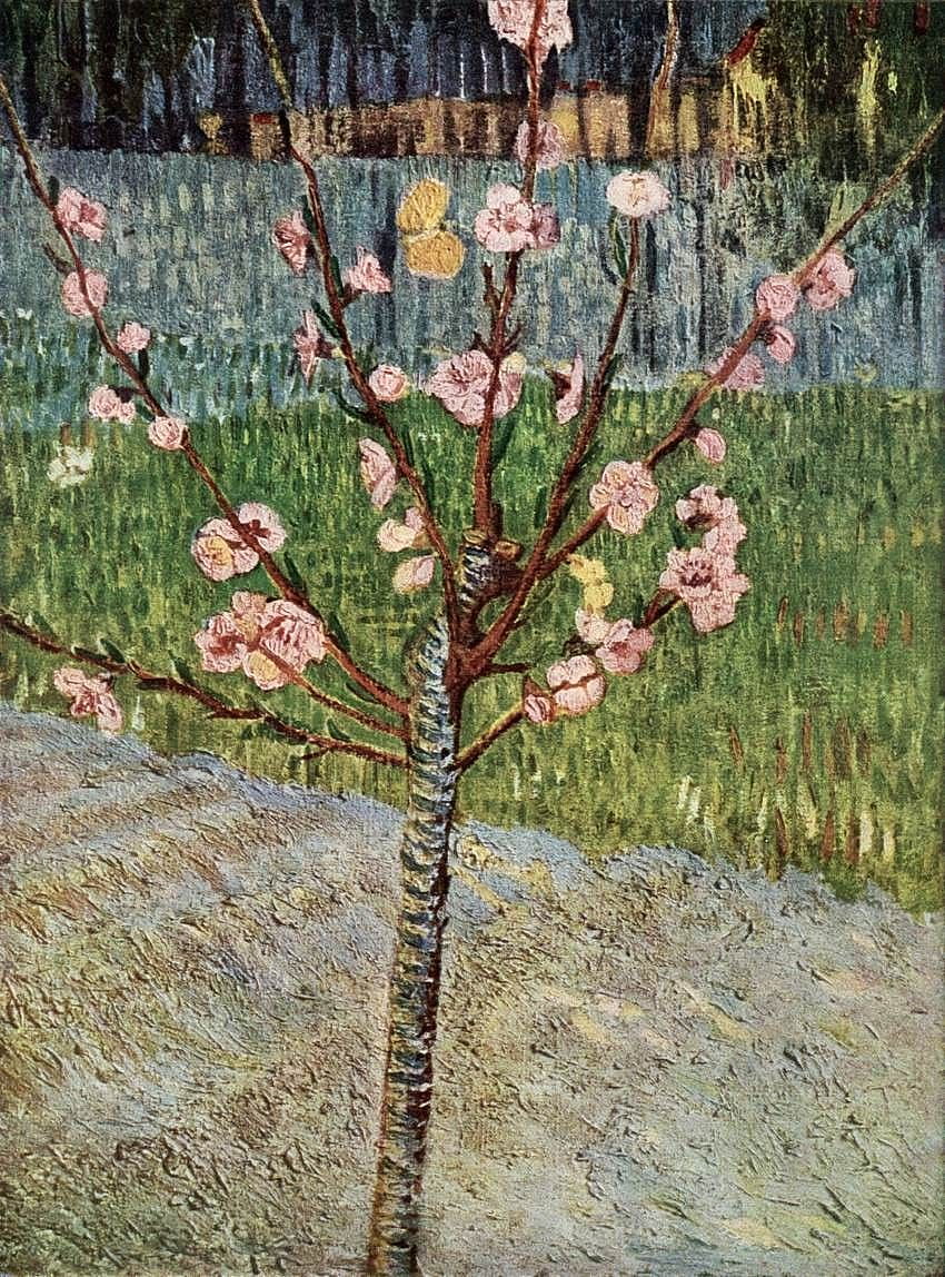 Цъфтящо бадемово дърво, април 1888 г., Арл Маслени бои върху платно, 49 x 36 см, Ван Гог Бадемови цветове HD тапет за телефон