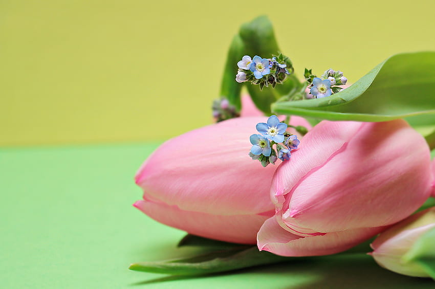 Flowers, Pink, Tulips, Bouquet HD wallpaper