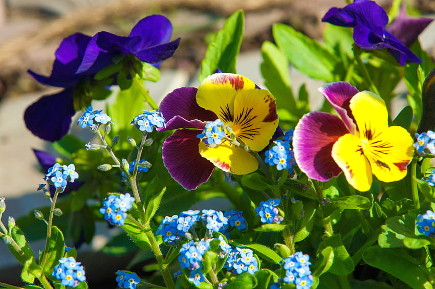 Garden pansies, pansies, pretty, garden, beautiful, flowers, spring, violets, park HD wallpaper