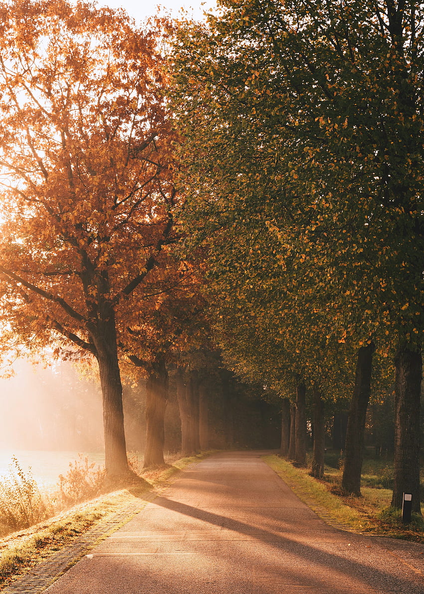 Autumn , Sunlight, Sun rays, Foggy, Morning, Road, Sunrise, Trees, Nature HD phone wallpaper