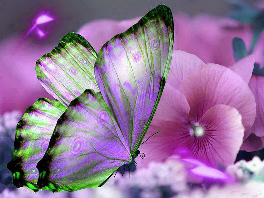 Wings of beauty, purple, wings, pink, butterfly, art, green HD wallpaper