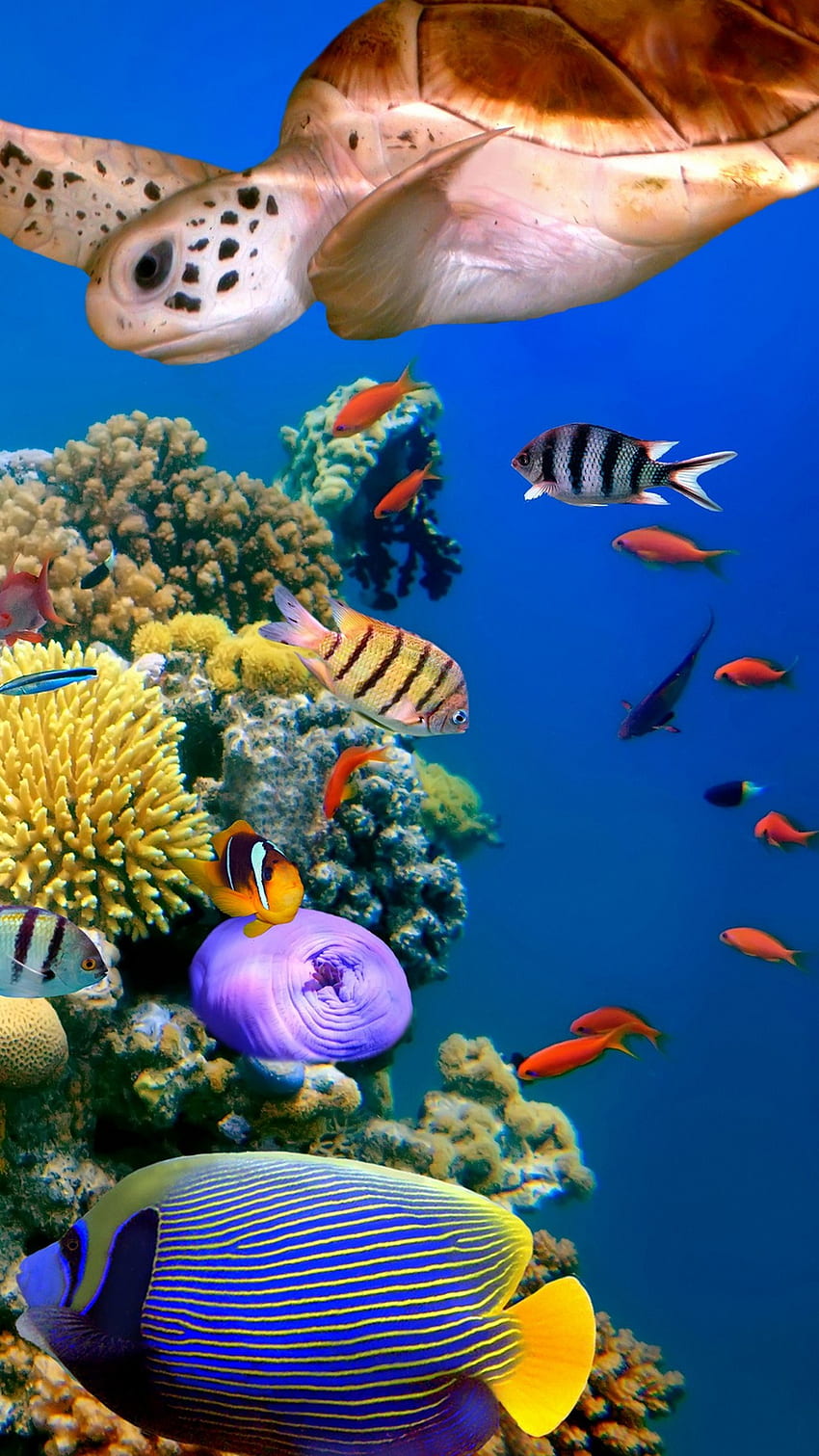 Ocean, Deep Underwater HD wallpaper | Pxfuel