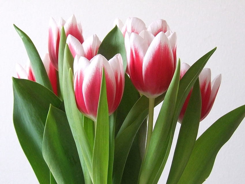 Flowers, Tulips, Bouquet, Spring, Mottled, Variegated HD wallpaper