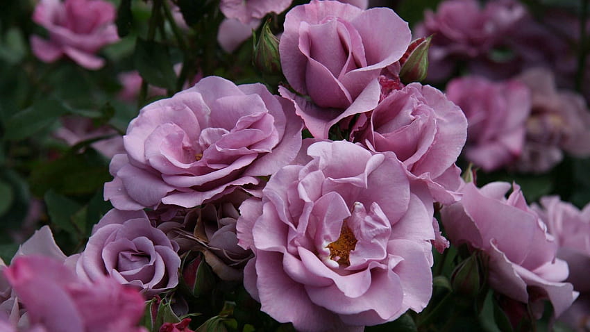 Flores, Flor Rosa, Rosa, Pétalas, Selvagem papel de parede HD