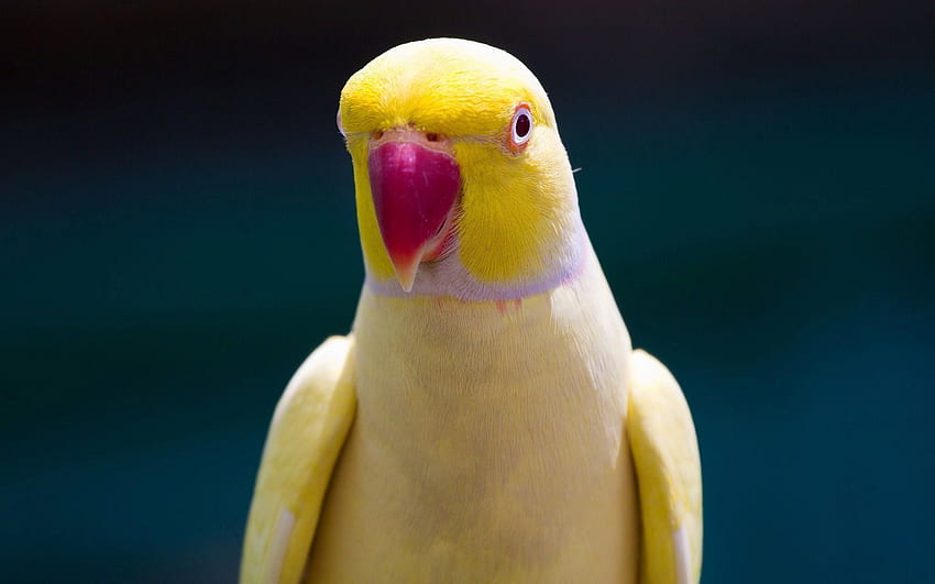 Schöne Vögel. Schöner gelber Papageienvogel Schönes Gelb. Halsbandsittich, Papagei, Papagei, indischer Papagei HD-Hintergrundbild