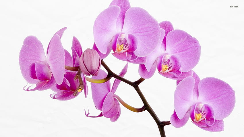 Pink orchids Flower 32318 [] for your , Mobile & Tablet. Explore Pink Orchid . Purple Orchid , Blue Orchid , Beautiful Orchids , Orange Orchids HD wallpaper