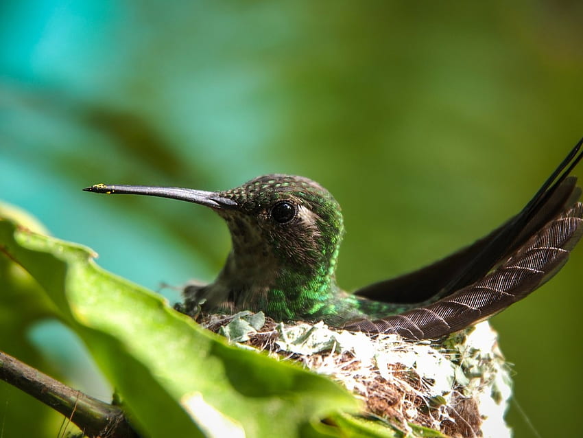 Кубинско изумрудено колибри, животно, колибри, птица, гнездо HD тапет