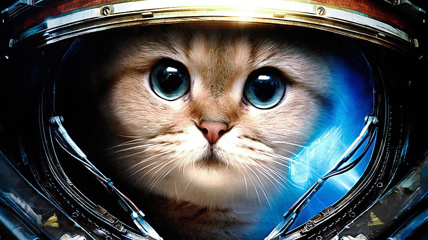 Gato espacial, lindo gato Nyan fondo de pantalla