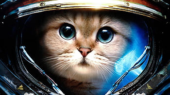 Hình nền con mèo không gian - đưa bạn đến với những khoảng không phiêu lưu ngoài vũ trụ với sự hiện diện của loài mèo đáng yêu. Từ thiên hà này đến thiên hà khác, cảm nhận niềm yêu mèo của bạn với những hình nền đầy màu sắc.